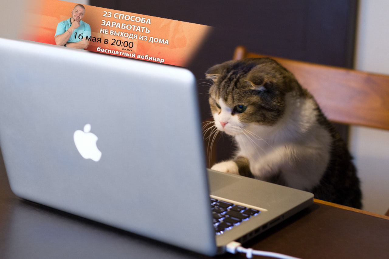 Котик учится